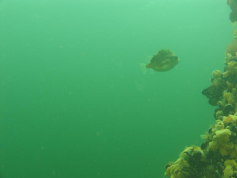 2011-11-13 11-31-42 Ludo.JPG